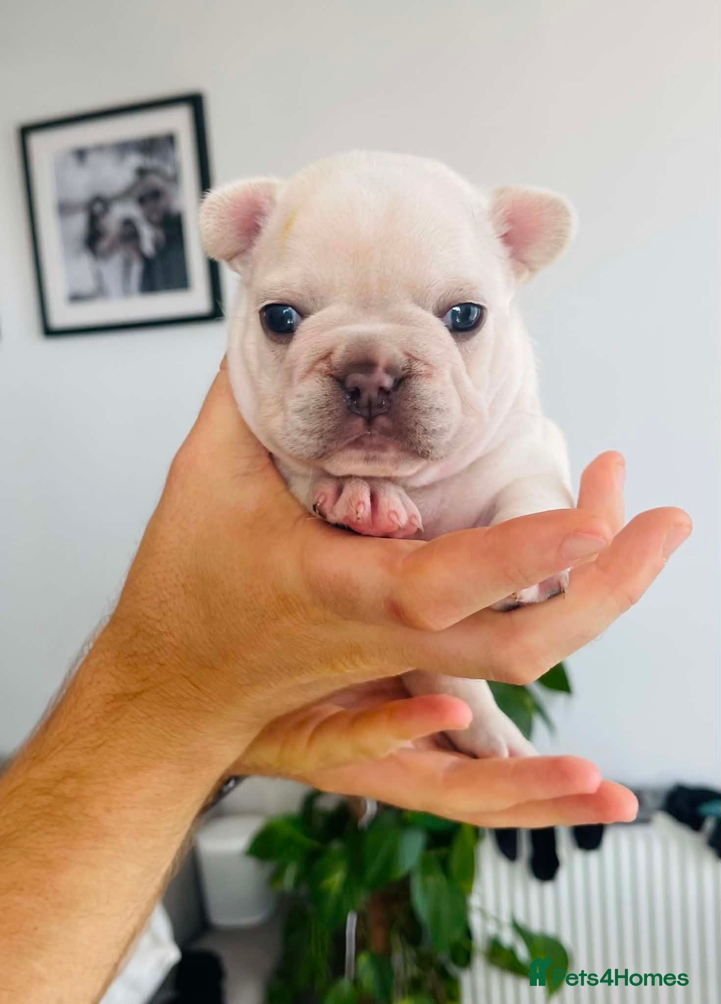 French Bulldog dogs Beautiful Pedigree French Bulldog girls🥰 - Advert 15
