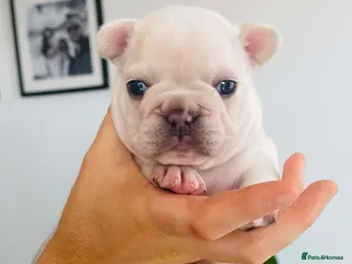 French Bulldog dogs Beautiful Pedigree French Bulldog girls🥰 - Advert 15