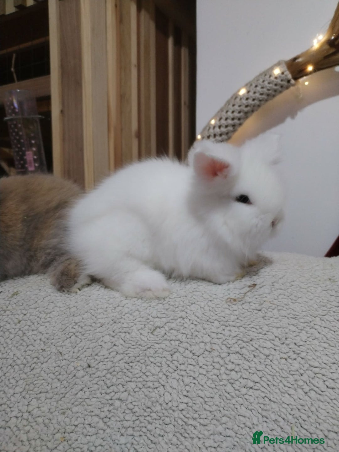 Lionhead rabbits for sale: Pure Breed Fluffy Double Mained LionHead Kits - Advert 9