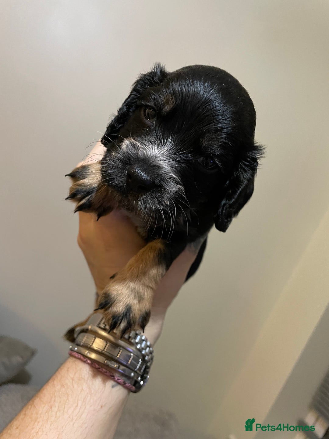 Cocker Spaniel dogs for sale: Beautiful kc registered working cocker spaniels - Image 3