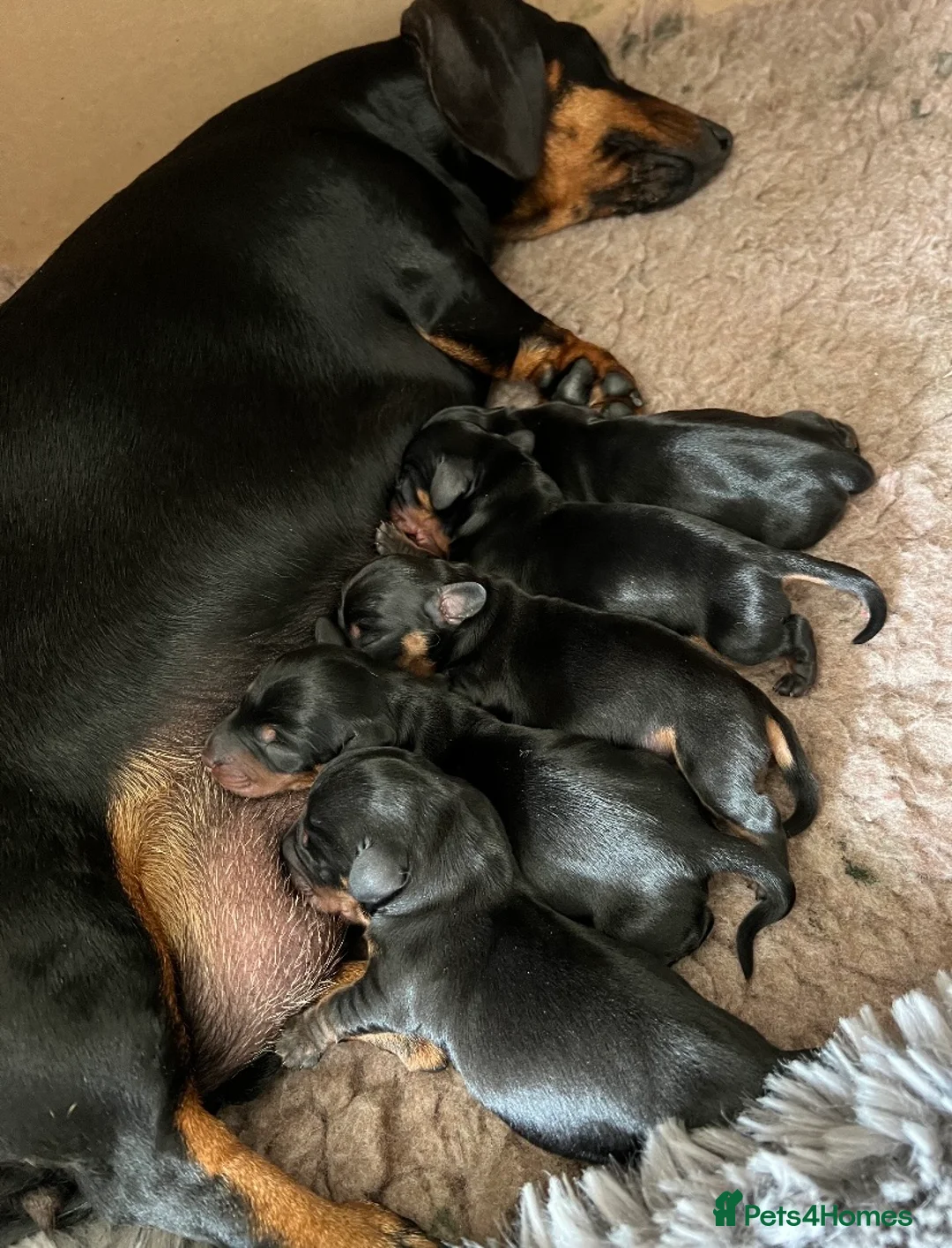 Miniature Dachshund dogs for stud: Proven Choc/Tan Brown Miniature Dachshund for Stud in Swindon - Advert 15