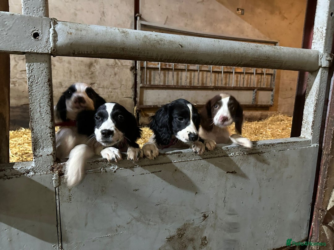 English Springer Spaniel dogs for sale: Springer spaniel pups for sale  - Advert 2