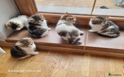 Mixed Breed cats for sale: 5 Cute Kittens For Sale!!! - Image 2