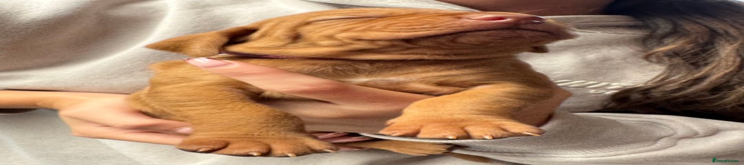 Hungarian Vizsla Puppy 7