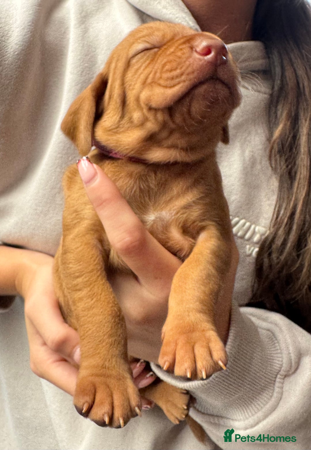 Hungarian Vizsla dogs for sale: Gorgeous KC Hungarian Vizsla puppies - Image 7