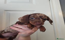 Miniature Dachshund dogs for sale: Kc miniature-dachshund pups - Image 1