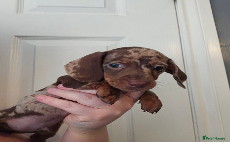 Miniature Dachshund dogs - Advert 2