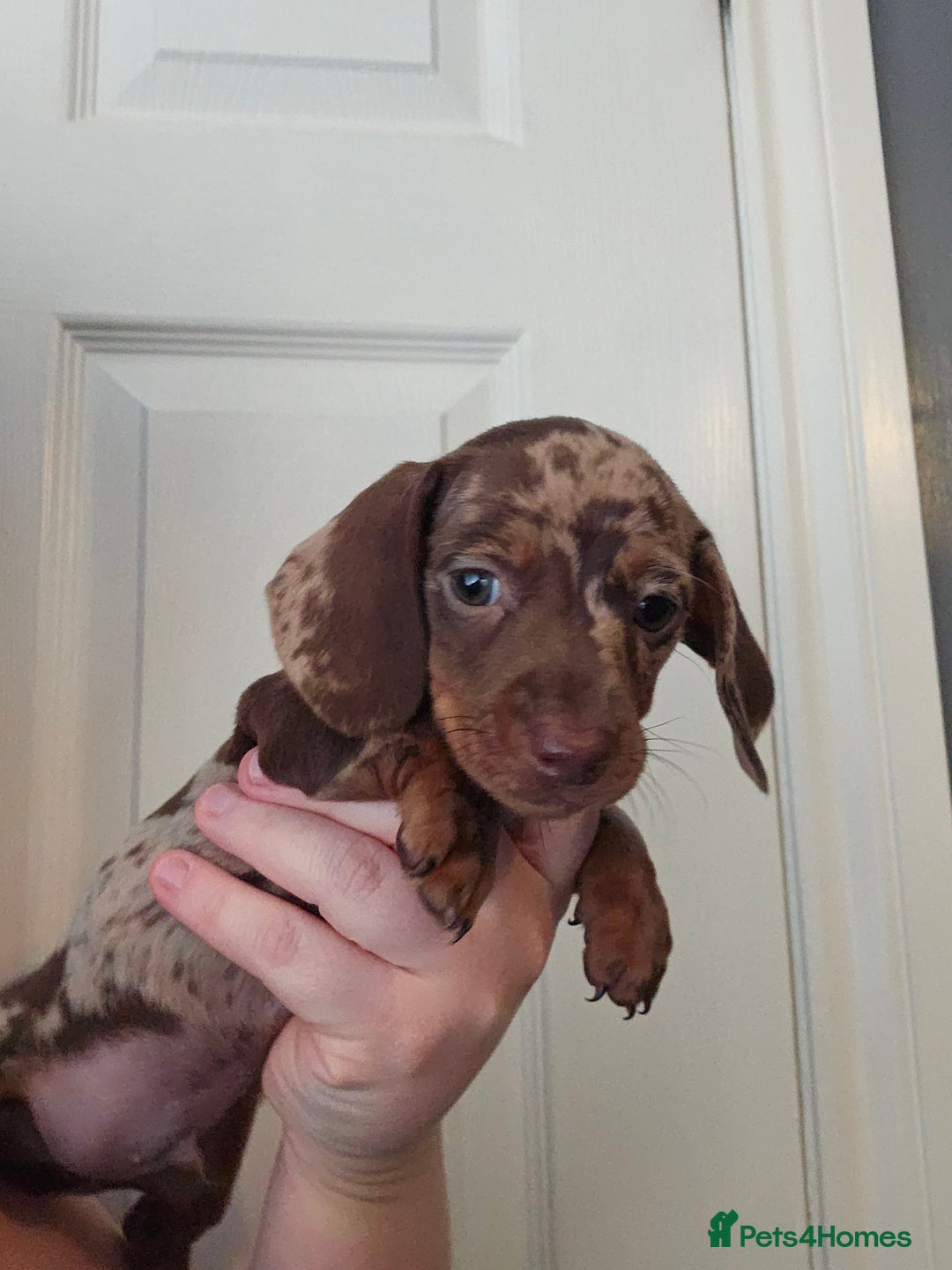 Miniature Dachshund dogs for sale: Kc miniature-dachshund pups - Image 1