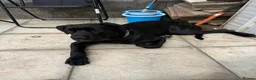 Cane Corso dogs for sale: Cane Corso  in Port Talbot - Advert 4