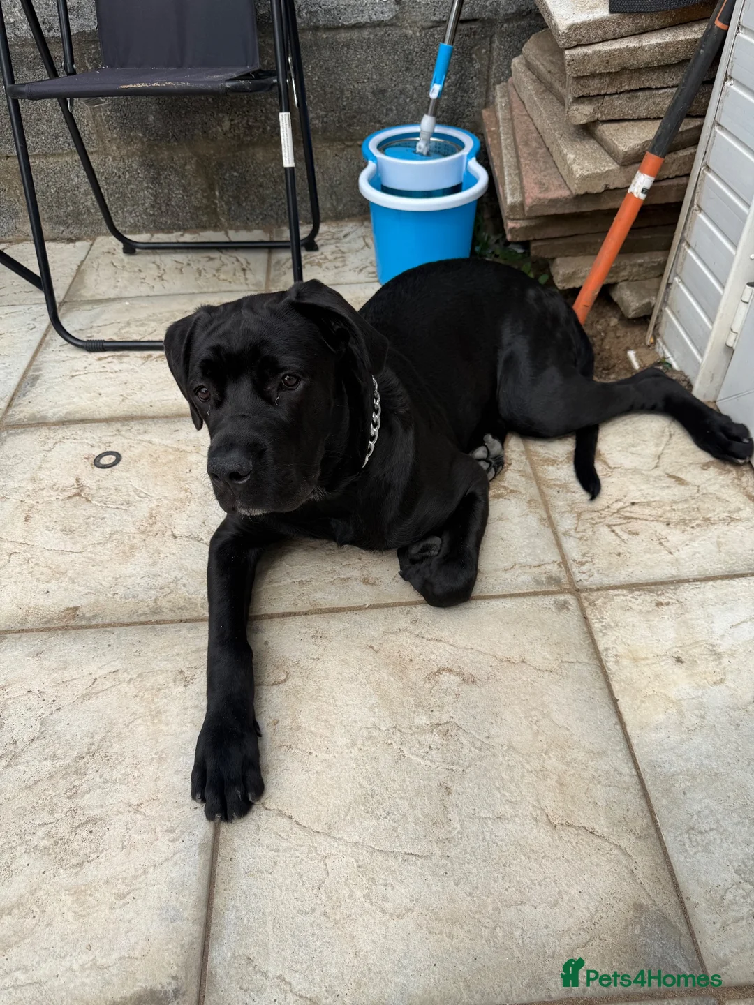 Cane Corso dogs for sale: Cane Corso  in Port Talbot - Advert 4
