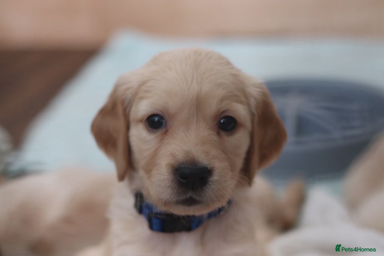 Golden Retriever dogs Golden Retriever KC registration Puppies ⭐️ - Advert 2