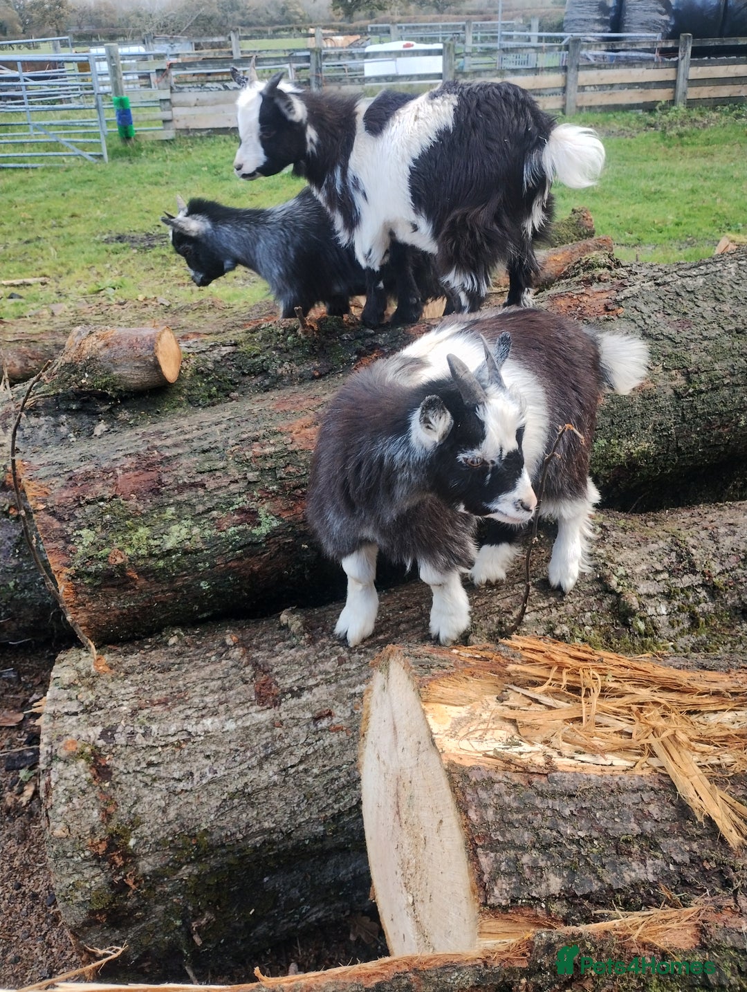 Goats livestock for sale: 2 pedigree registered pygmy goat weathers  - Advert 1
