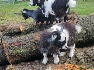 Goats livestock 2 pedigree registered pygmy goat weathers - Advert 2