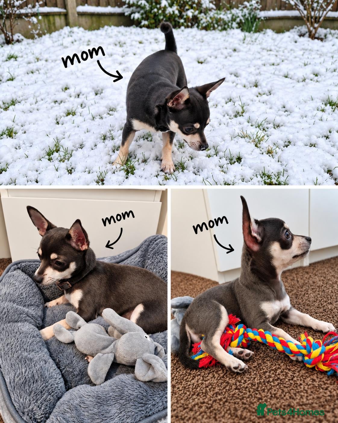 Chihuahua dogs READY TO GO.Beautiful Purebred Chihuahua Puppies🐾 - Advert 2