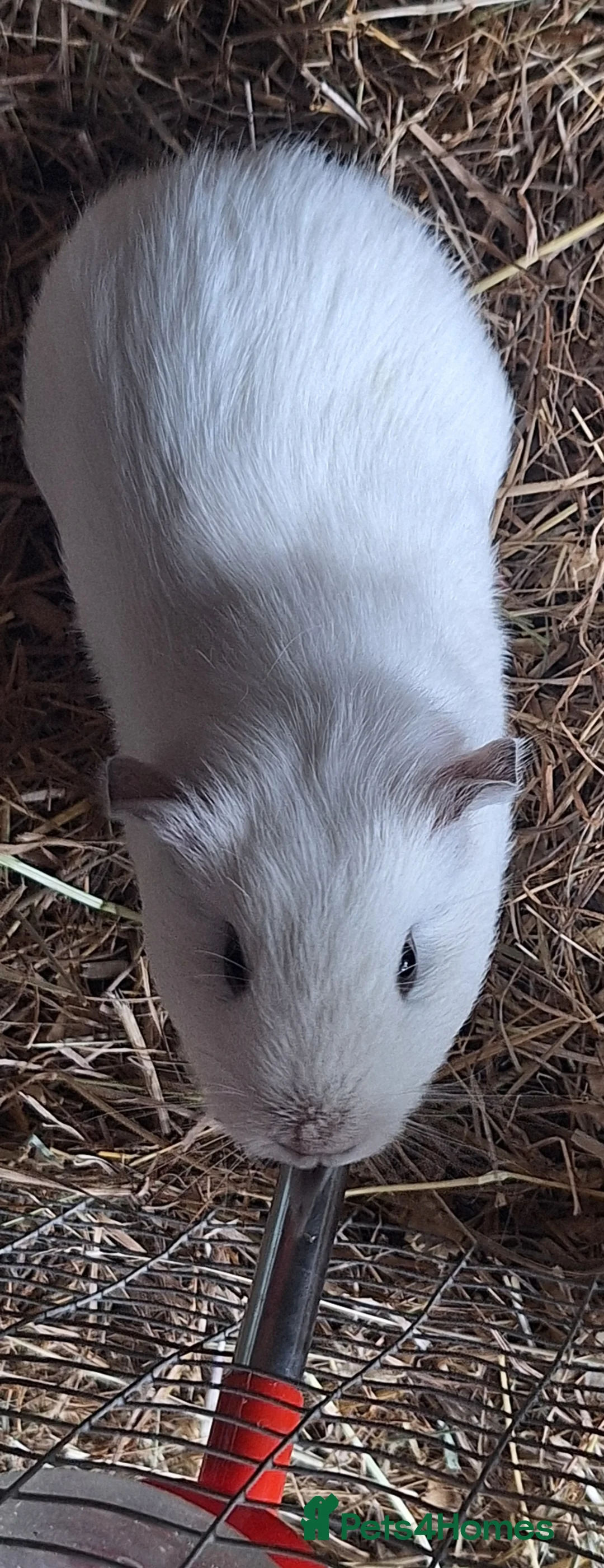 Guinea Pig rodents for sale:  Beautiful female baby Guinea pigs - Advert 2