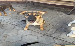 Mixed Breed dogs for adoption: BIBY, a Lovely young girl - for a Loving Home - Advert 20