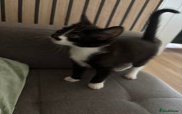 Mixed Breed cats for sale: Adorable kitten - Image 5