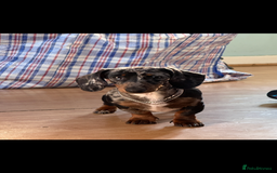 Miniature Dachshund dogs for sale: Rocky  - Image 1