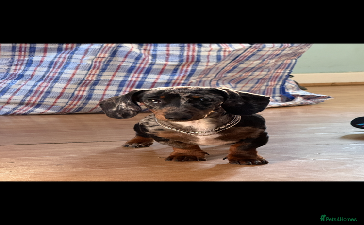 Miniature Dachshund dogs - Advert 1