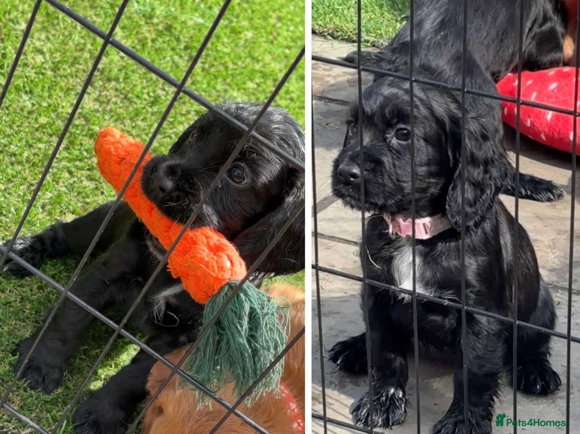 Cocker Spaniel dogs Cocker spaniel Pups- 2 girls left - Advert 11