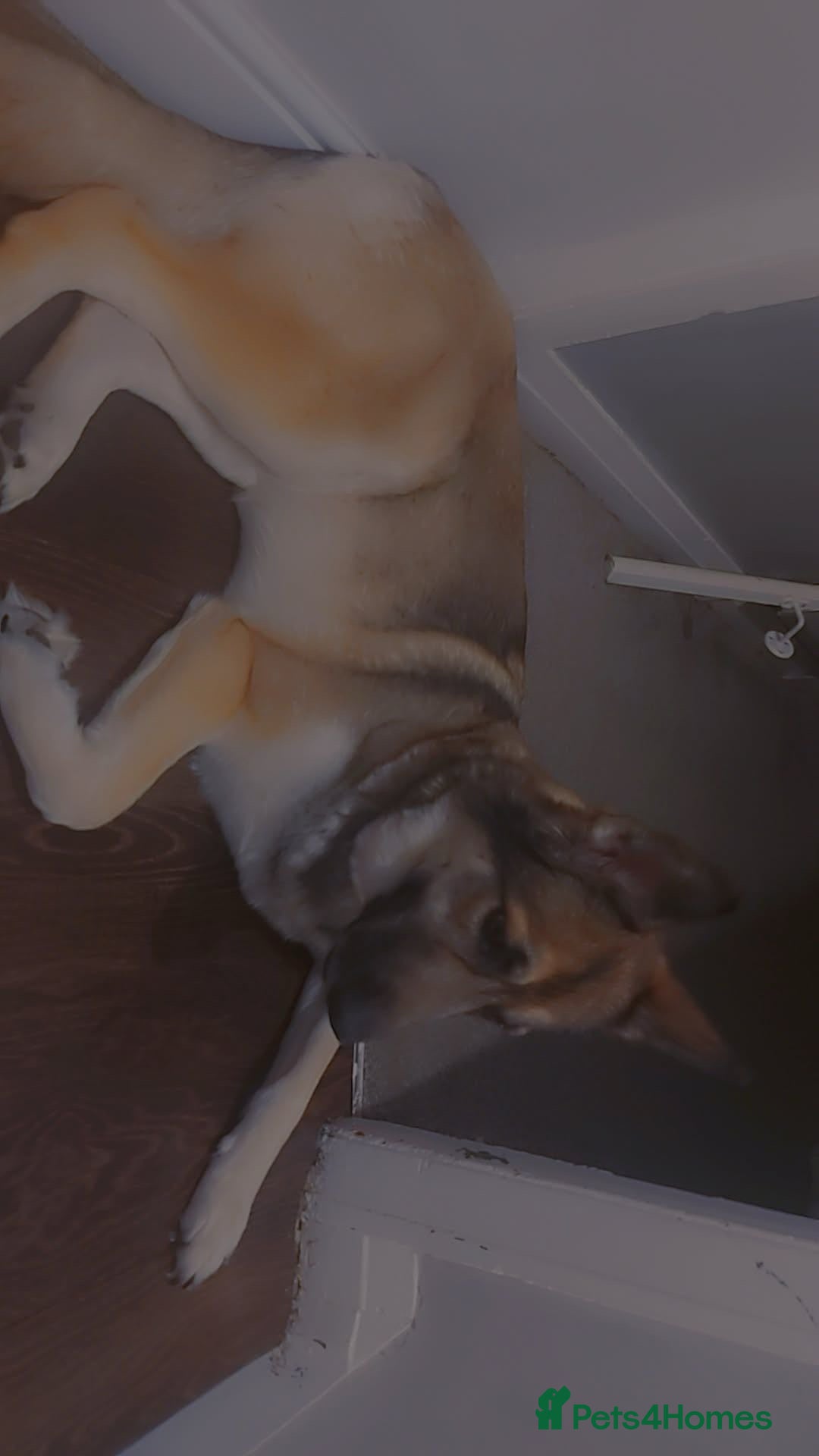 German Shepherd dogs for sale: River female German shepherd  - Advert 10