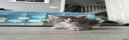 Maine Coon cats for sale: Only 1 girl and 1 boy TICA Maine coons available!  - Advert 6