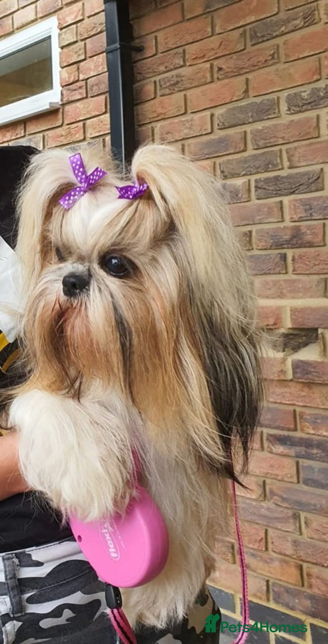 Shihpoo dogs for sale: Shihpoo babies  - Advert 2