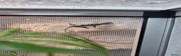 Chameleon reptiles for sale: Panther Chameleon  - Advert 2