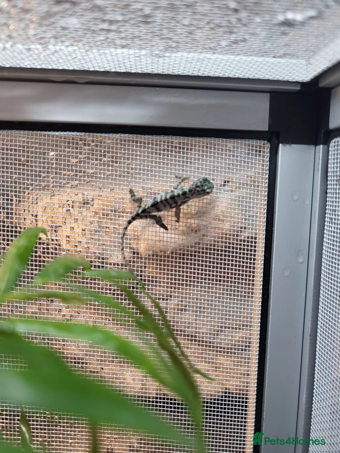 Chameleon reptiles for sale: Panther Chameleon  - Advert 2