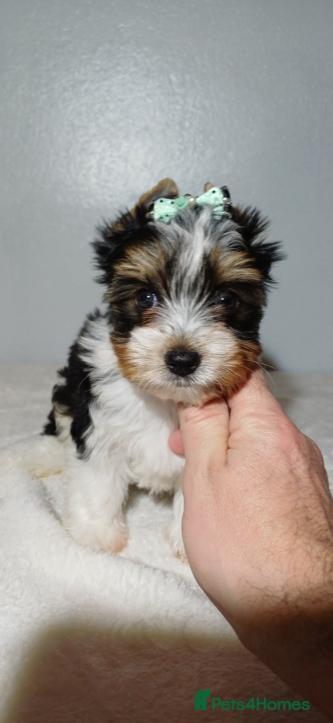 Yorkshire Terrier dogs for sale: 100% Biewer yorkshire-terrier Pedigree  - Advert 32