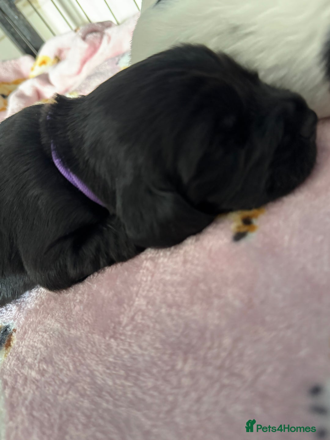 Sprocker dogs for sale: Beautiful Sprocker spaniel puppies ALL GIRLS - Image 5