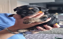 Border Terrier dogs for sale: Border Terrier Pups - Image 19
