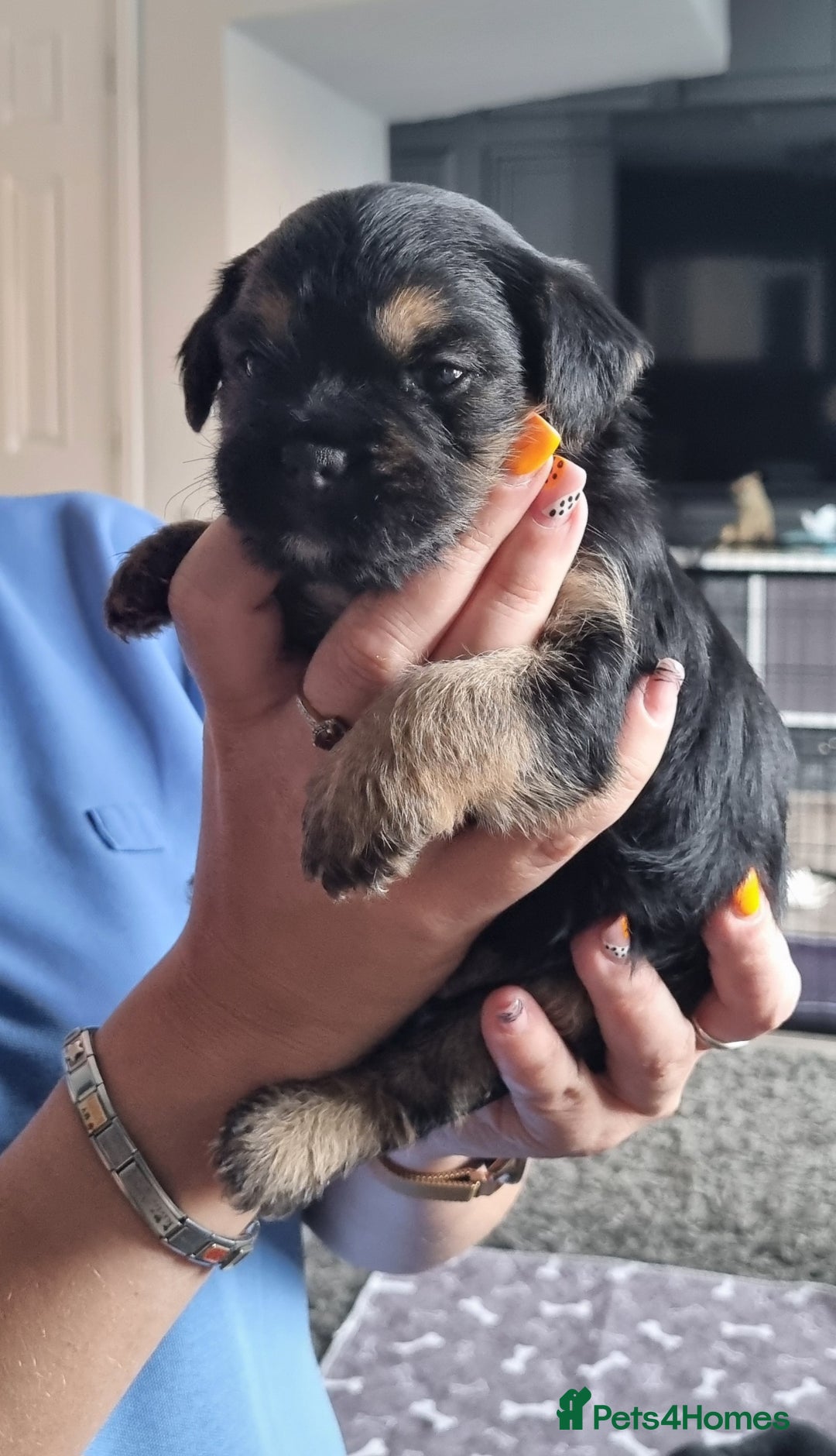 Border Terrier dogs for sale: Border Terrier Pups - Image 19