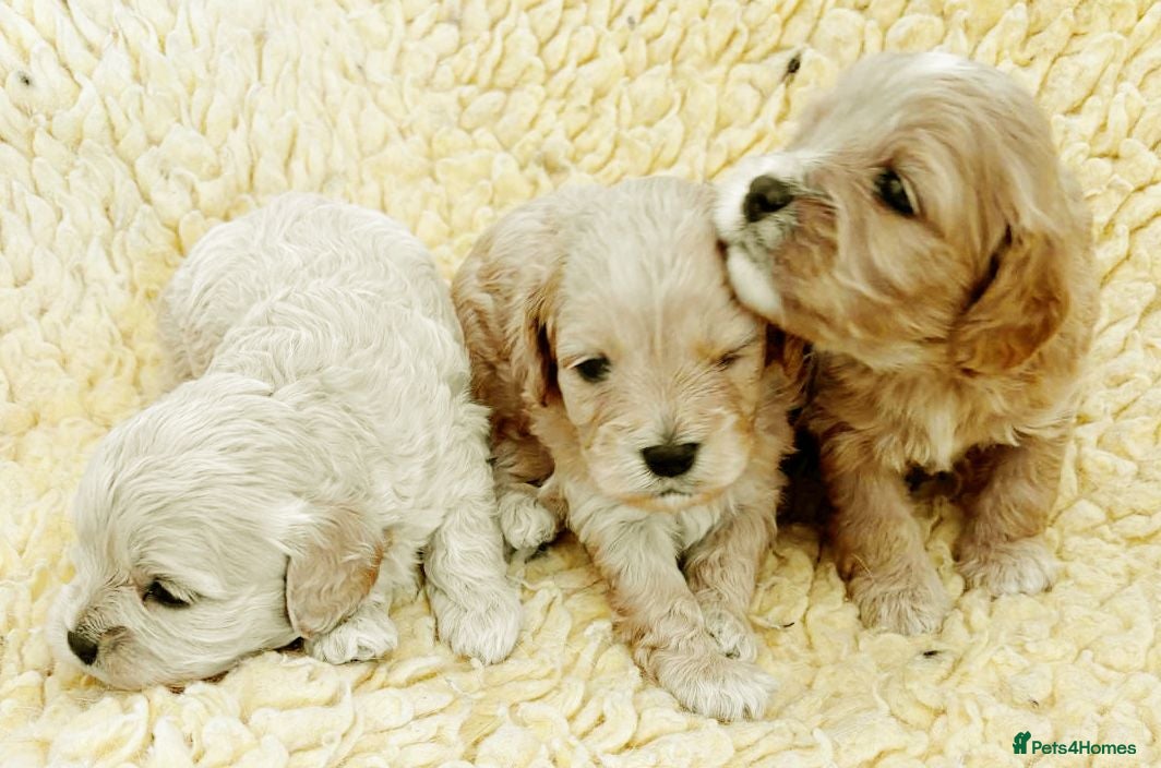 Cavapoo dogs Gorgeous F1 Cavapoo Puppies - Advert 2