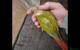 Conures birds for sale: Green cheek pineapple conure - Image 7