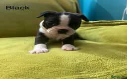 Boston Terrier dogs for sale: Boston terriers for sale - Image 17