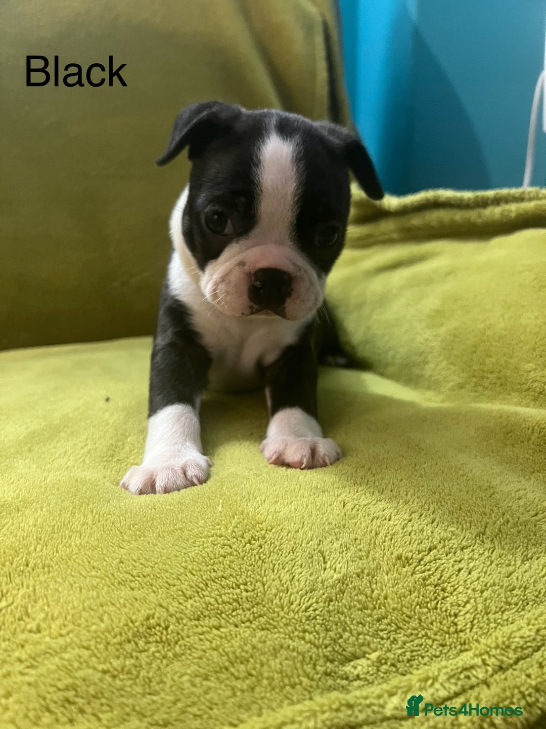 Boston Terrier dogs for sale: Boston terriers for sale - Image 17