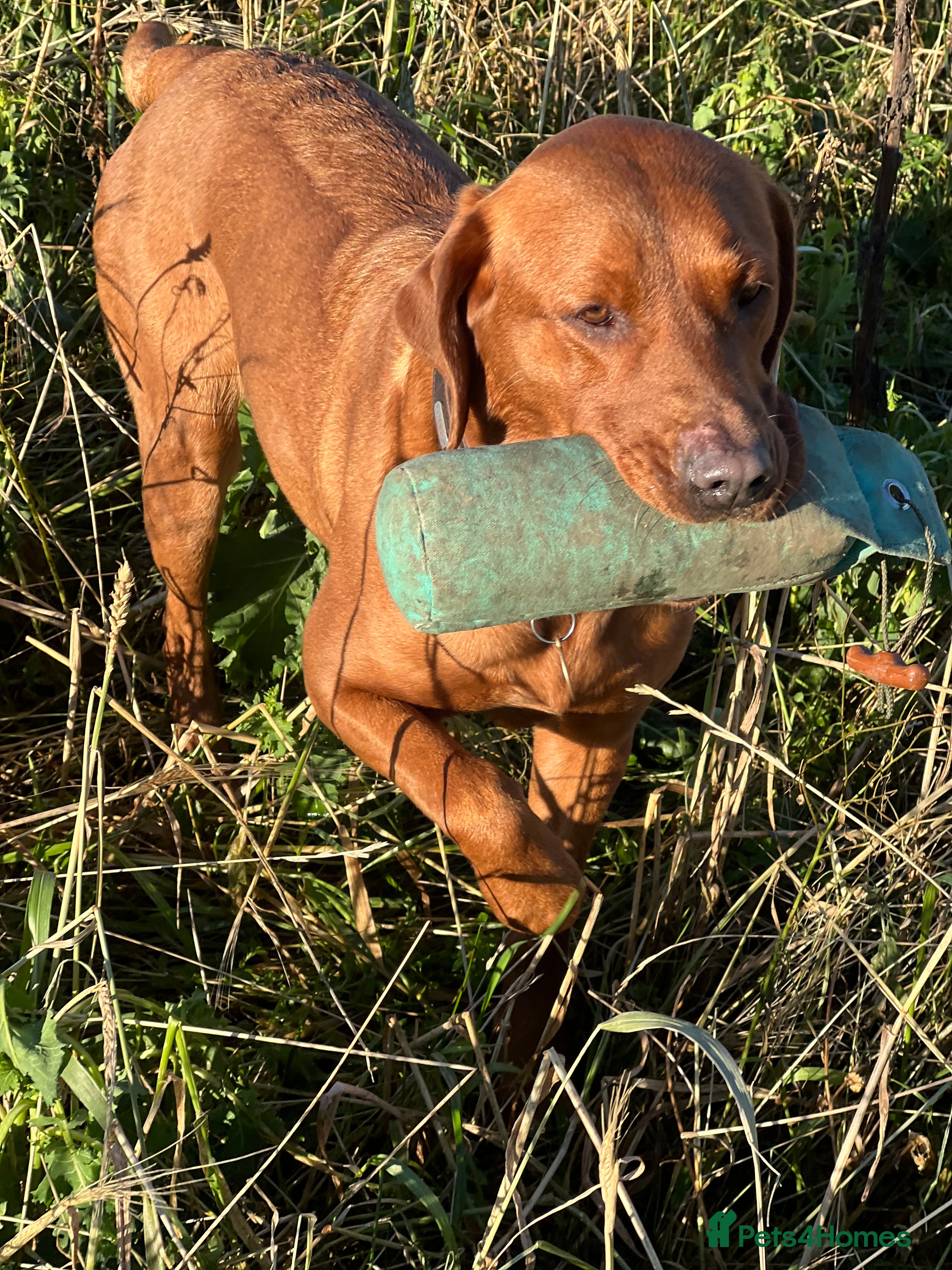Labrador Retriever dogs EXCEPTIONAL KC Reg Fox Red - Tiny Paws, Big Hearts - Advert 5