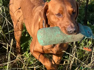 Labrador Retriever dogs EXCEPTIONAL KC Reg Fox Red - Tiny Paws, Big Hearts - Advert 5