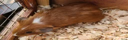 Guinea Pig rodents for sale: Gunea Pigs - Advert 4