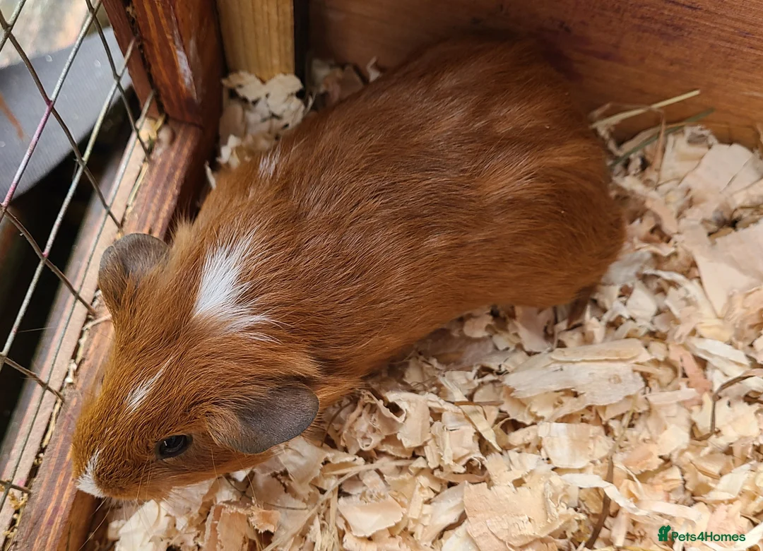 Guinea Pig rodents for sale: Gunea Pigs - Advert 4