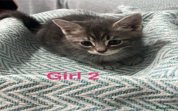 Mixed Breed cats for sale: 🐱 Gorgeous Kittens For Sale🐱 - Image 8
