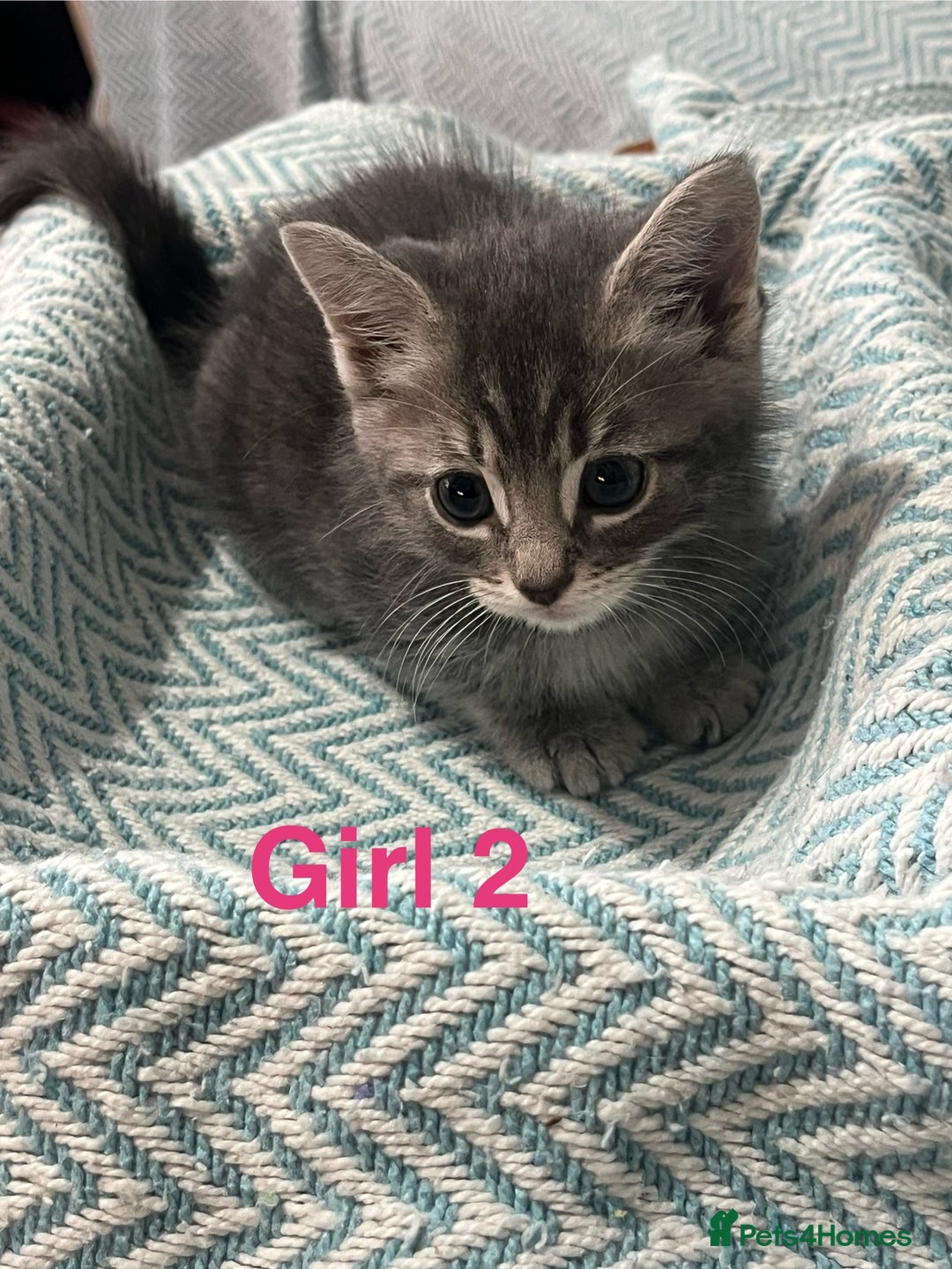 Mixed Breed cats for sale: 🐱 Gorgeous Kittens For Sale🐱 - Image 8