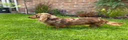 Miniature Dachshund dogs for stud: Chocolate & Tan Dapple Long Haired Mini Dachshund - Advert 4