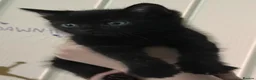 Mixed Breed cats for sale: Kittens  - Advert 9