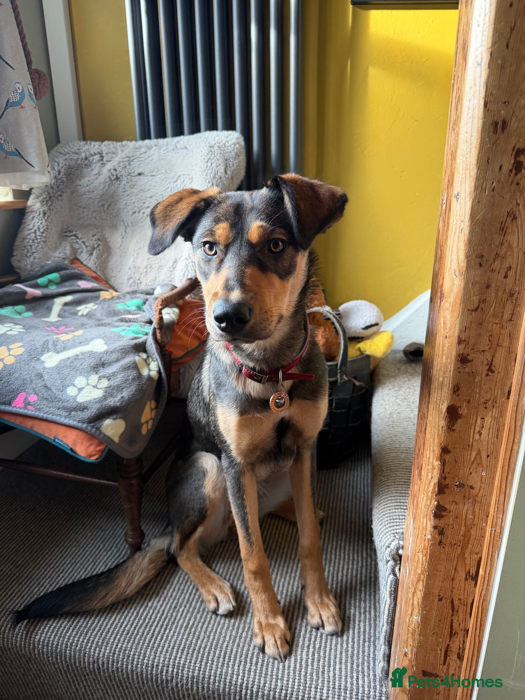 Huntaway dogs for sale: Huntaway  - Advert 3