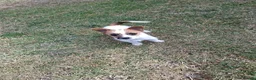 Mixed Breed dogs for sale: Beautiful Jack Russell puppies.  - Advert 8