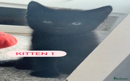 Domestic Shorthair cats for sale: 4 Female Kittens - Image 5