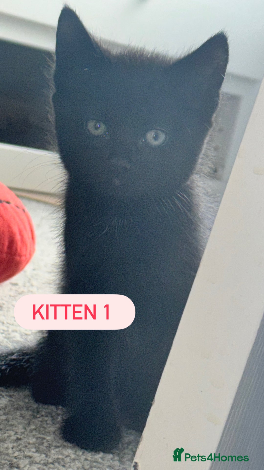 Domestic Shorthair cats for sale: 4 Female Kittens - Image 5