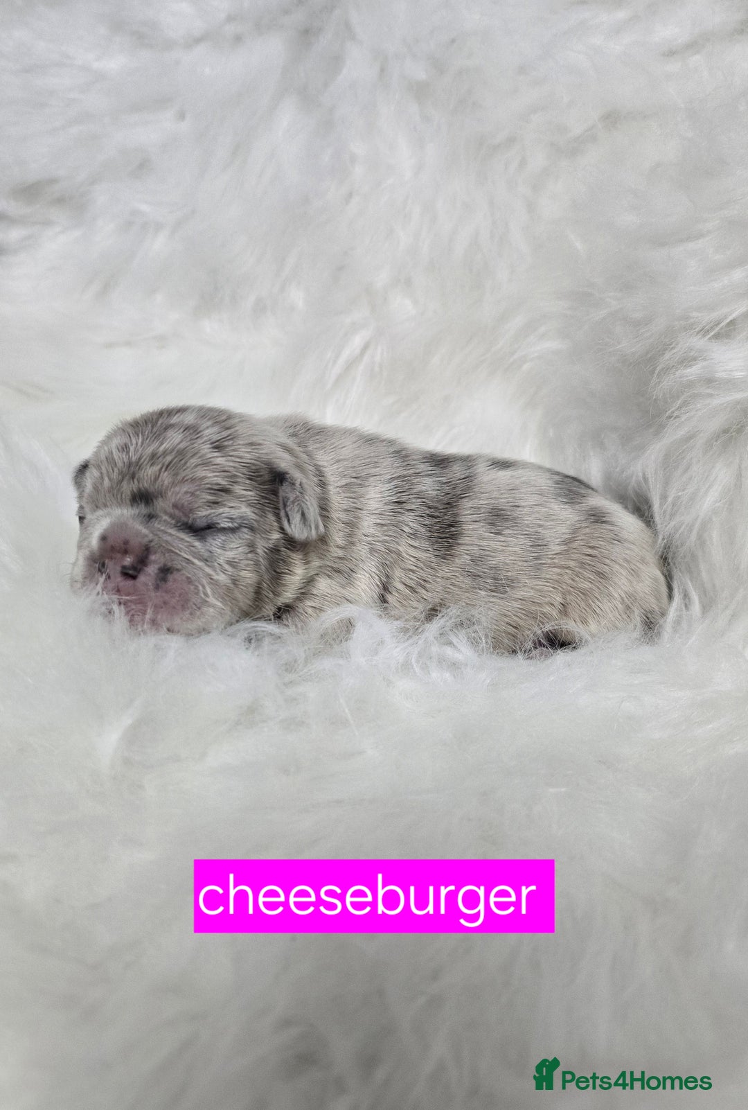 French Bulldog dogs for sale: Stunning french bulldog puppies - Advert 22